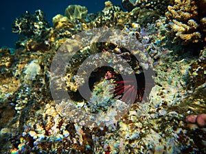 Underwater photo of red slate pencil urchin