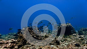 Underwater photo and scenery of school of fish at a coral reef in Thailand