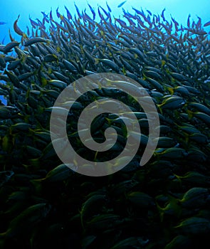 Underwater photo of a school of fish at a coral reef