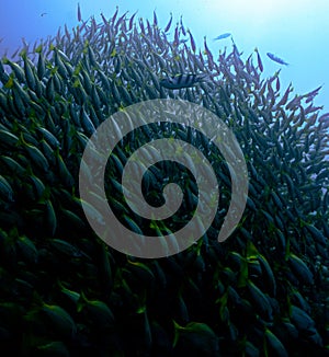 Underwater photo of a school of fish at a coral reef