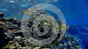 Underwater photo of a school of fish at a coral reef