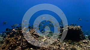 Underwater photo of school of fish at a coral reef