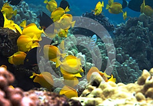 Underwater photo of a school of yellow Surgeonfish