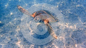 An underwater photo of a Sea Turtle