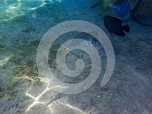 An underwater photo of a Silver Lookdown Fish