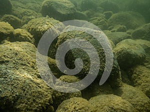 Underwater photo of stones covered with moss. Hancza Lake.