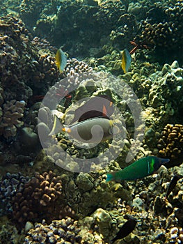 Underwater photo of Surgeonfish, Wrasse and other tropical fish