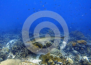 An underwater photo of a Tarpon