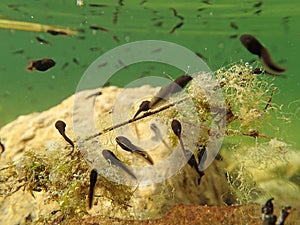 Underwater photo of toads tadpoles in a lake