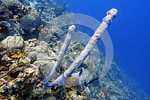 An underwater photo of a Tublular Sponges