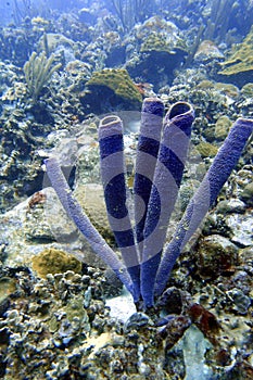 An underwater photo of a Tublular Sponges