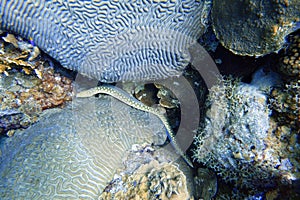An underwater photo of a Yellow Spotted Sea Snake