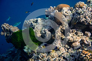 Underwater photograph with variety of fish and colorful coral of great barrier reef, Queensland, Australia. Exological