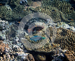 Underwater photograph with variety of fish and colorful coral of great barrier reef, Queensland, Australia. Exological