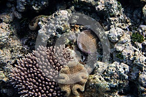 Underwater photograph with variety of fish and colorful coral of great barrier reef, Queensland, Australia. Exological