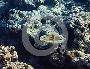 Underwater photograph with variety of fish and colorful coral of great barrier reef, Queensland, Australia. Exological