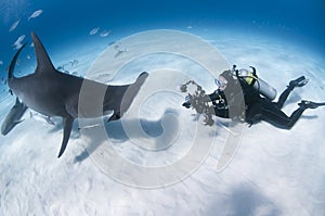 Underwater Photographer Face to Face with Great Hammerhead Shark in Clear Waters of Bahamas