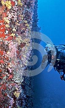 Underwater photographer and fish