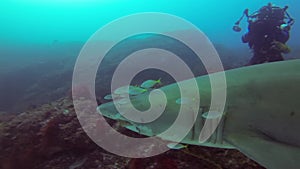 Underwater Photographer. Scuba Diver & Camera. Underwater Photography Shark Photos