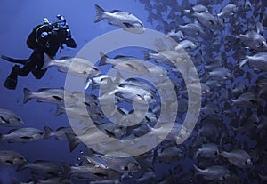 A underwater photographer taking pictures of a large school of fish