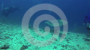 Underwater photographer. Underwater photography camera man taking cuttlefish photo