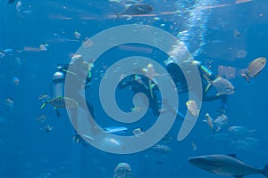 Underwater photographers on scuba dives. Divers with camera surrounded by a large number of fish in the huge aquarium. Sanya,