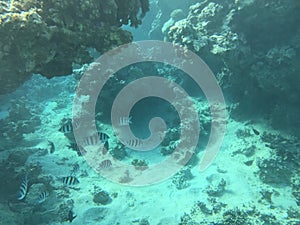 Underwater photography in Aqaba from reef