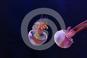 underwater photography of beautiful flame jellyfish rhopilema esculentum