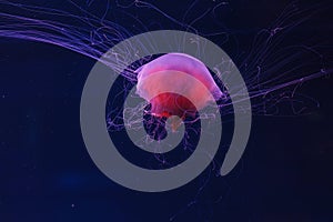 underwater photography of a beautiful lion\'s mane jellyfish cyanea capillata