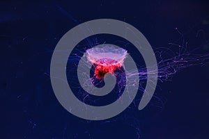 underwater photography of a beautiful lion\'s mane jellyfish cyanea capillata
