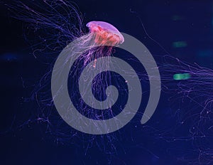 underwater photography of a beautiful lion\'s mane jellyfish cyanea capillata