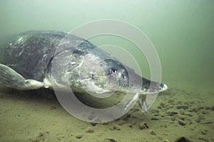 Underwater photography of the biggest fish Beluga, Huso huso swimming in the river. Beautifull river habitat. Freshwater fish