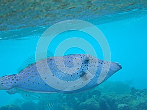 Underwater photography of a Broomtail filefish (Aluterus scriptus) in tropical waters, Caribbean Sea photo