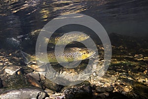 Underwater photography of brown trout Salmo trutta photo