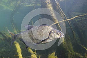 Underwater photography of Carp bream Abramis Brama