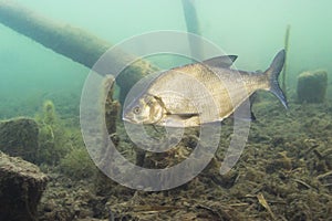 Underwater photography of Carp bream Abramis Brama