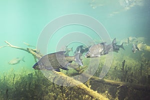 Carp bream Abramis Brama Underwater photography photo