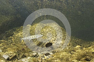 Underwater photography Common huchen Hucho hucho swimming, river habitat