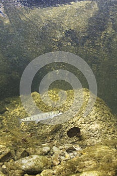 Underwater photography Common huchen Hucho hucho swimming, river habitat