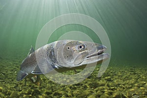 Underwater photography Common huchen Hucho hucho swimming, river habitat