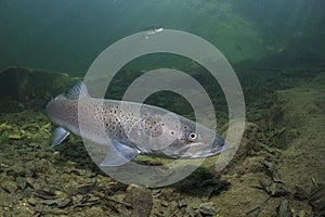 Underwater photography Common huchen Hucho hucho swimming, river habitat