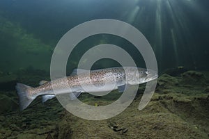 Underwater photography Common huchen Hucho hucho swimming, river habitat