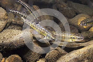 Underwater photography of Common minnow phoxinus phoxinus