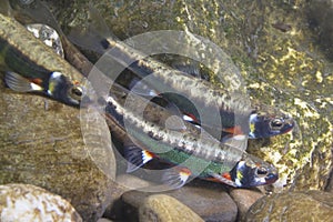 Underwater photography of Common minnow phoxinus phoxinus