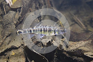 Underwater photography of Common minnow phoxinus phoxinus