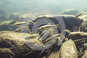 Underwater photography of Common minnow phoxinus phoxinus