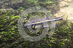 Underwater photography of Common minnow phoxinus phoxinus