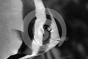 Underwater Photography of a fish