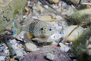 Underwater photography of freshwater fish Pumpkinseed Lepomis gibbosus