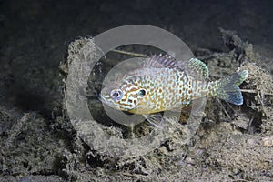 Underwater photography of freshwater fish Pumpkinseed Lepomis gibbosus